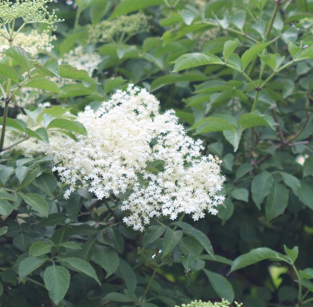 Holunderbaum mit Bluten 640x627
